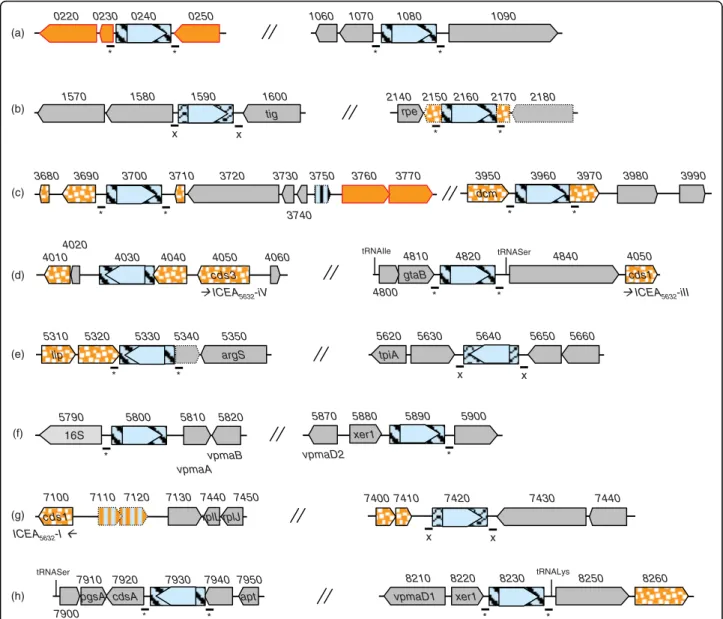 Figure 3 Location of insertion sequences and their flanking sequences in M. agalactiae strain 5632