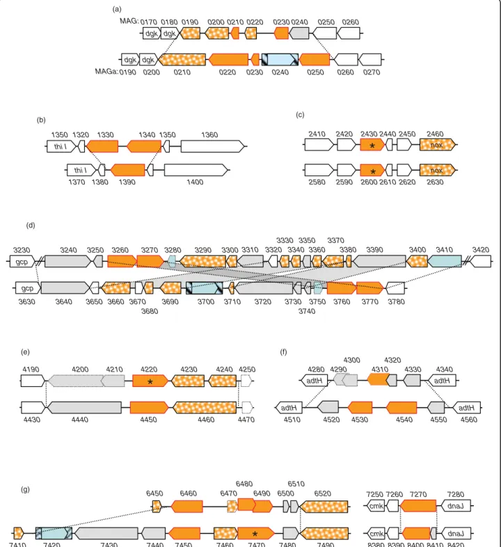 Figure 4 Comparison of M. agalactiae PG2 and 5632 revealed that the drp loci are sequence reservoirs for strain genetic and surface diversity