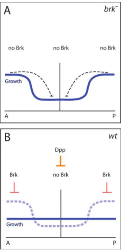 Figure 12 : Effet du duo antagoniste Brinker/Dpp sur la croissance.  