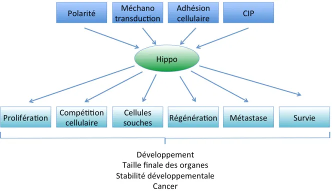Figure 14 : La voie de signalisation Hippo impliquée dans de nombreux mécanismes. 