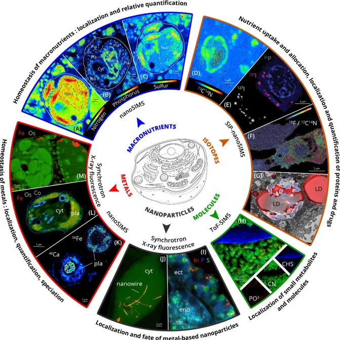 Figure  2.  The  potential  of  chemical imaging  to  unveil  the  chemical  landscape  of  a  cell: 