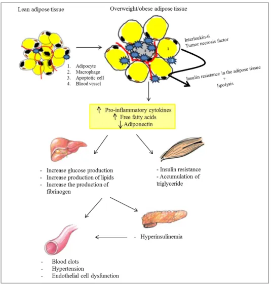 Figure  10:  The  central  role  of  adipose  tissue  in  the  development  of  obesity-associated  complications