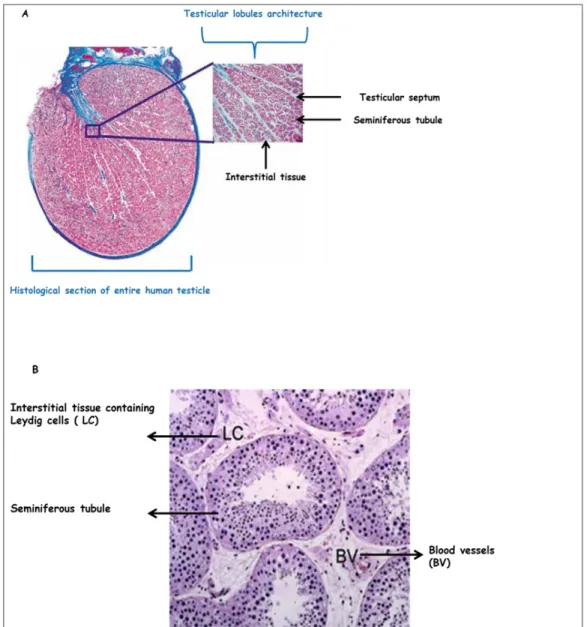 Figure  16:  Histological  section  of  the  human  testis(A)Histological  section  of  entire  human  testicle (Weinbauer et al