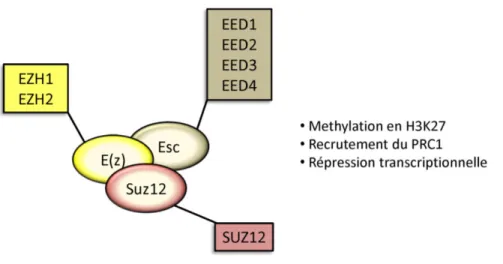 Figure  2.  Le  Polycomb  Repressive  Complex  2  (PRC2).  Les  protéines  constituant  le  cœur  du  PRC2  chez  Drosophilia  melanogaster  sont  représentées  au  centre  du  schéma :  E(z),  Esc  et  Suz12