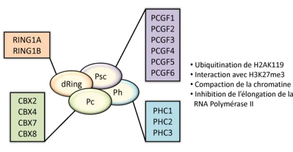 Figure  3. Le Polycomb  Repressive Complex  1 (PRC1).  Les  protéines  constituant  le cœur  du  PRC1 chez  Drosophilia melanogaster sont représentées au centre du schéma : dRing, Psc, Ph, Pc