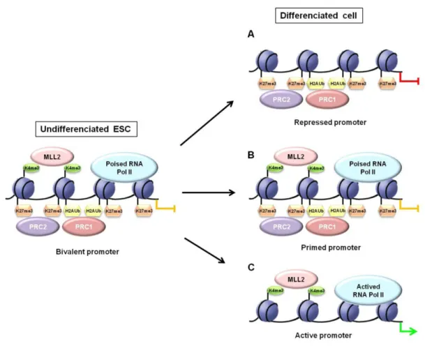 Figure  5.  Résolution  d’un  domaine  bivalent  au  cours  de  la  différenciation.  La  partie  gauche  du  schéma  représente le promoteur d’une cellule souche embryonnaire, sous le contrôle d’un domaine bivalent