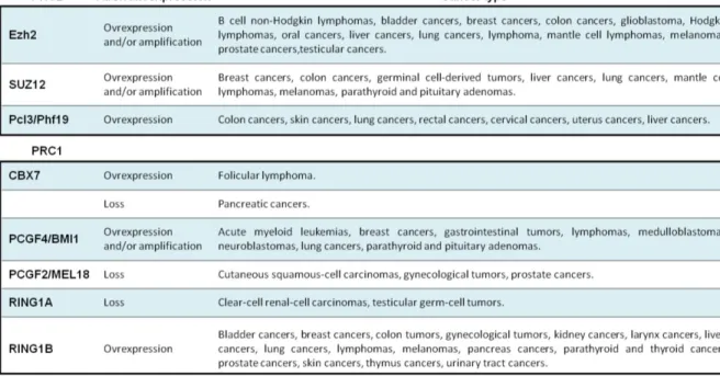 Table  1.  Expression  des  polycombs  dans  les  pathologies  néoplasiques.  Ce  tableau  recense  les  types  de  cancers  présentant  une  expression  aberrante  de  gènes  appartenant  à  la  famille  des  polycombs
