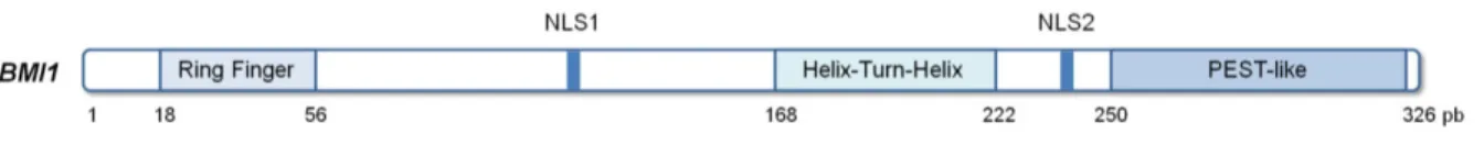 Figure  6.  Représentation  du  gène  BMI1  humain.  Plusieurs  domaines  sont  présents  sur  le  gène  BMI1