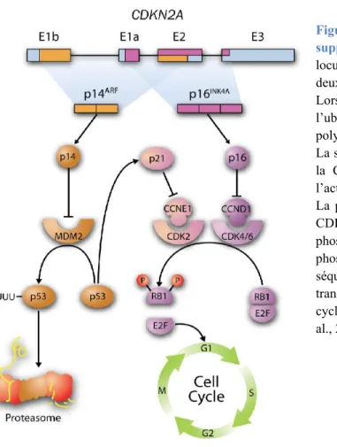 Figure  7.  Le  locus  CDKN2A  régule  les  suppresseurs  de  tumeurs  p53 et  RB1.  Le  locus CDKN2A, régulé par BMI1, code pour  deux  protéines :  p14 ARF et  p16 INK4A  