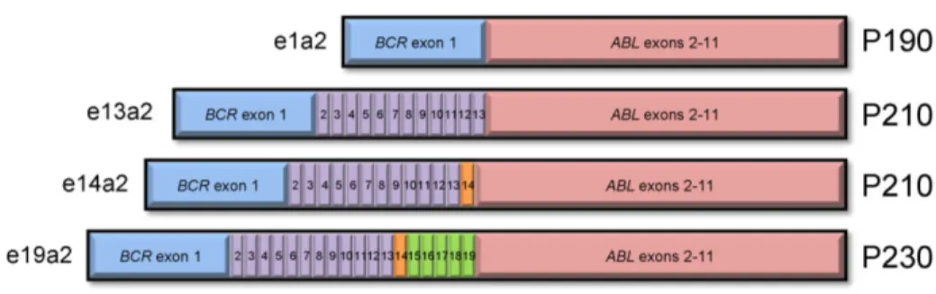 Figure  9.  Les  différents  variants  du  transcrit  BCR-ABL.  Les  exons  du  gène  BCR  sont  représentés  sur  le  schéma ci-dessus et numérotés de 1 à 19