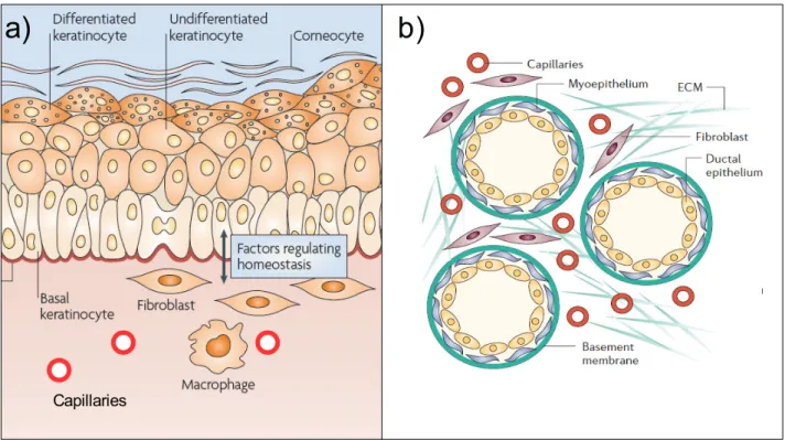 Figure 1. Le microenvironnement tissulaire: exemples de la peau et des glandes mammaire