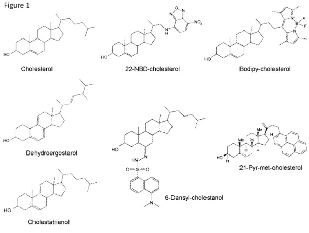 Figure 1. Chemical structures of the main fluorescent cholesterol derivatives. 