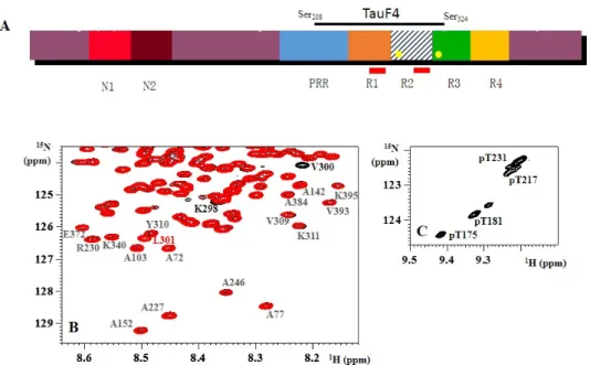 Figure 1. (A) Schematic view of the primary sequence of Tau441, the longest isoform of Tau. Different  isoforms are characterized by the insertion of 0, one or two N‐terminal inserts (N1 and N2), and three  (R1‐R3‐R4) or four  (R1‐4)  repeats  (leading  to