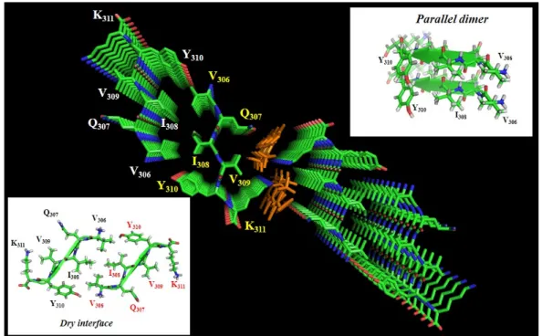 Figure  3.  Crystal structure  of the PHF6 peptide  in  complex with orange  G  (PDB code 3OVL),  seen  along  the  fiber  axis  from  the  top.  Inserts  show  the  antiparallel  dry  interface  between  opposing  peptides, or  the  parallel  stacking bet
