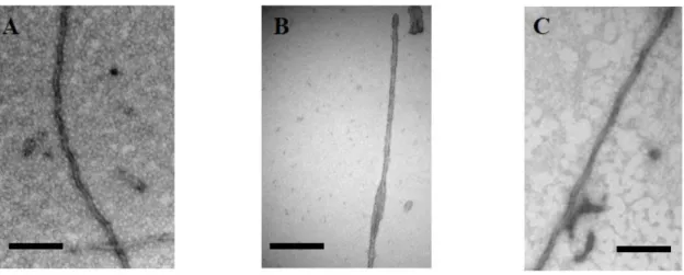 Figure  4.  Electron  microscopy  of  (A)  heparin‐induced  synthetic  fibers  of  Tau441  show  the  morphology of  paired helical  filaments, whereas  (B) those  of  a TauF4  fragment  devoid of  cysteine  residues show a morphology of two flat ribbons t