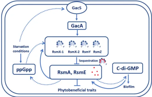 Figure 7. Model for gene regulation by ppGpp and c-di-GMP in the Gac-Rsm system of P. brassica- brassica-cearum NFM421