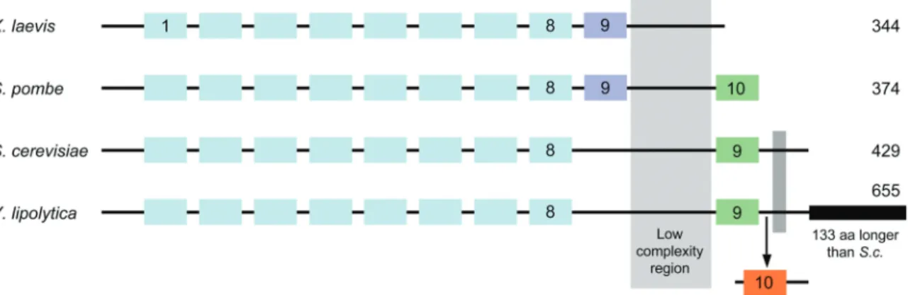 Figure 5. Evolution of TFIIIA sequence throughout eukaryotes. The nine ﬁlled rectangles in the top sequence (X