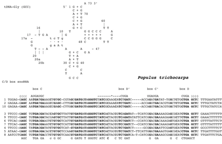 Figure 6. Structural alignment of the 10 C/D box snoRNA genes located beyond the tDNA-Gly (GCC) genes of P