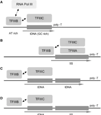 Figure 1. Overview of the transcription mechanisms of tRNA, 5S rRNA and tRNA–5S rRNA dicistronic genes