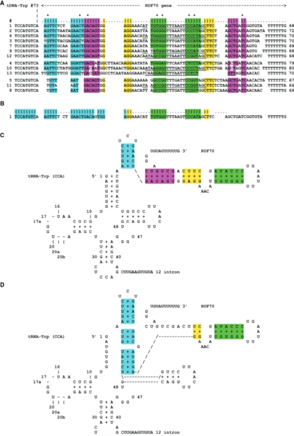 Figure 2. Structural alignment of the 13 RUF70 genes located beyond the 13 copies of tDNA-Trp (CCA)