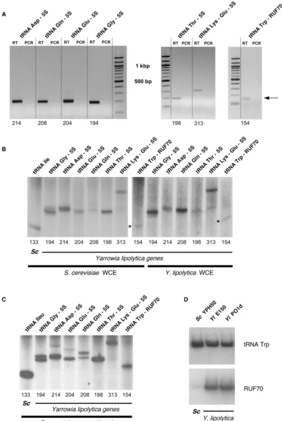 Figure 3. Expression detected by RT–PCR, in vitro trancriptions and northern analyses