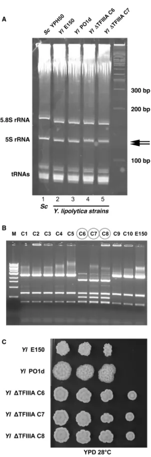Figure 4. Phenotypic and 5S rRNA analyses of Y. lipolytica ylTFIIIA mutants. (A) Total RNA content of wild-type S