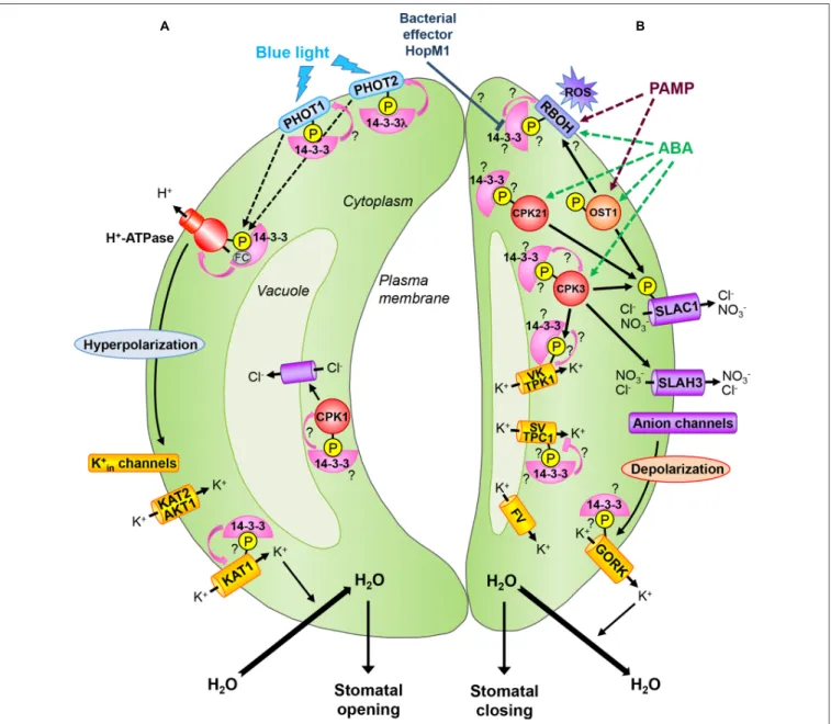 FIGURE 1 | 14-3-3 proteins during stomatal movements. (A) Stomatal opening: the perception of blue light by phototropins PHOT1 and PHOT2 leads to their autophosphorylation and subsequent 14-3-3 binding