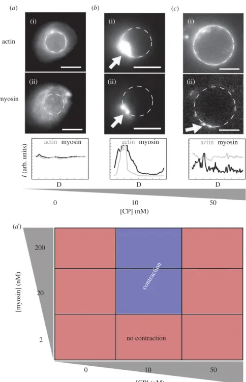 Figure 4. Contraction of branched actin networks by myosin II. (a–c) Epifluorescence images of (i) actin and (ii) myosin II, for different CP concentrations as indicated