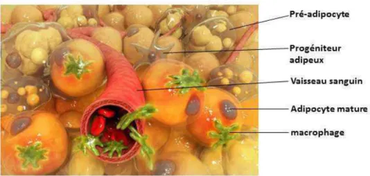 Figure 3. Dessin illustrant les différentes cellules composant le TAB. Source: illustration en biologie  Christophe Martin.