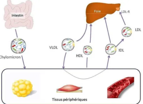 Figure  4.  Représentation  des  voies  de  transport  des  AGs  dans  l’organisme  et  des  lipoprotéines  impliquées.