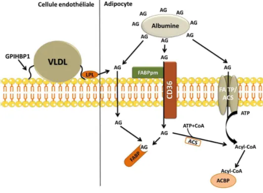 Figure  5.  Hydrolyse  des  TGs  par  la  LPL  et  entrée  des  AGs  dans  l’adipocyte
