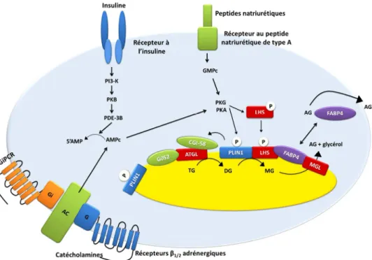 Figure  9.  Régulation  de  la  lipolyse. L’élévation des taux d’AMPc ou de GMPc vont entrainer l’activation de la  PKA et de la PKG
