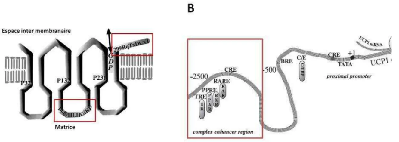 Figure 16. Schémas de la structure de la protéine UCP1 et du promoteur du gène correspondant
