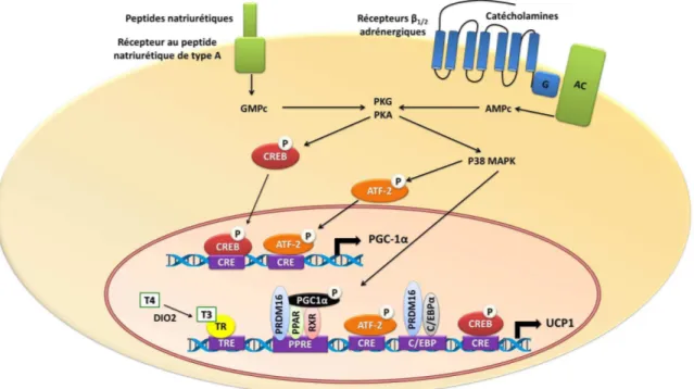Figure 18. Contrôle de  l’expression de PGC-1α et d’UCP1. Les catécholamines et les peptides natriurétiques, par  l’activation  de  leurs  propres  récepteurs,  induisent  une  augmentation  du  taux  d’AMPc  et  de  GMPc  intracellulaires