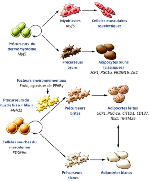 Figure  21.  Schéma  représentant  les  origines  développementales  des  différents  types  d’adipocytes.
