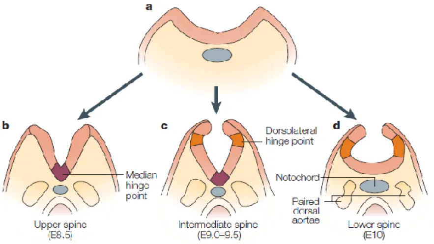 Figure 10: The early events of mouse neurulation along the developing spinal cord. 
