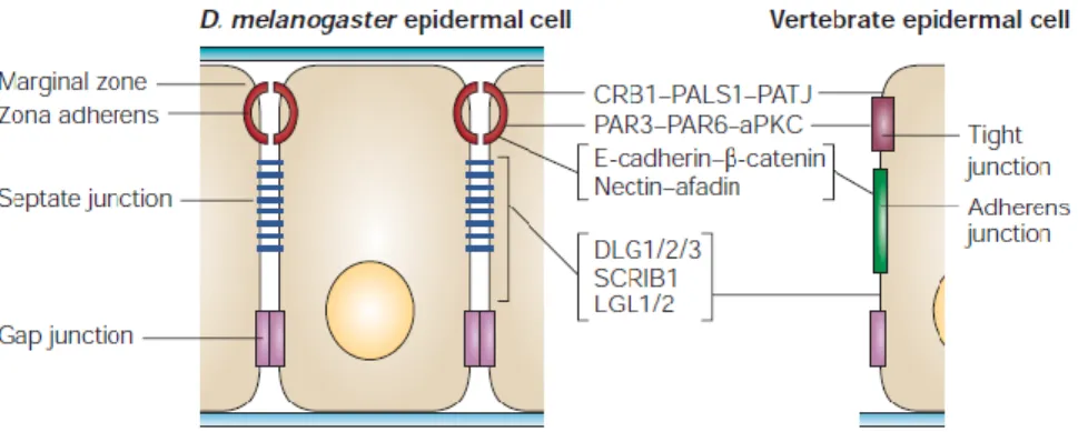Figure  14:  Localized  assembly  of  apico-basal  proteins  in  Drosophila  and  vertebrate  epidermal cells 