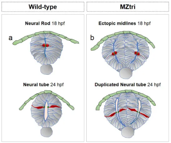 Figure 22: Double midline formation in zebrafish MZtri mutants. 