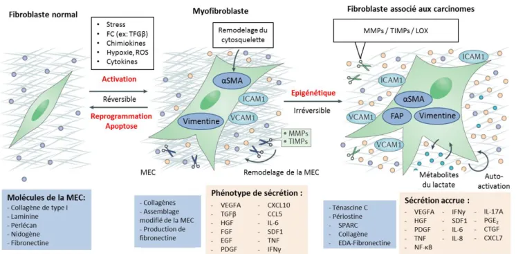 Figure 10 : Les différentes étapes d’activation des fibroblastes. 