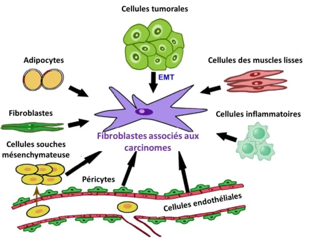 Figure 11 : Les diverses origines des fibroblastes associés aux carcinomes. 