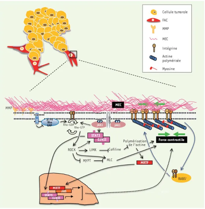 Figure 13 : Les voies de signalisations régulant le remodelage matriciel par les FAC. 