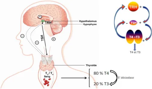Figure 4. Mécanisme de la régulation de la thyroïde par la TSH.(adaptée de (Brent, 2012)) 