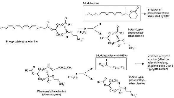 Figure 7  Biosynthèse des deux iodolipides proposés en tant que médiateurs dans la régulation  par l’iode dans les thyrocytes ; R1, R2 : groupement Acyl