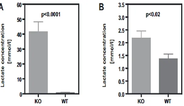 Figure  11.  Suivi  du Lactate  urinaire  et  salivaire  dans  les  modèles  KO  et  WT  de  SLC5A8-/-  (n=23/groupes)