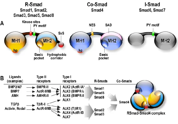 Figure 9 : Les protéines Smads et leurs éléments structurels. A) Les protéines Smads se composent de  deux domaines globulaires conservés (MH1 et MH2) et une région de liaison variable
