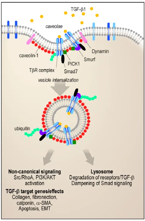 Figure 10 :  Cavéoline et signalisation du TGF-β. Ce schéma illustre les  effets de la  cavéoline-1  sur la cascade de signalisation du TGF-β
