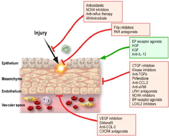 Figure 12 : Vue globale des différentes approches thérapeutiques au niveau des différents  compartiments cellulaires dérégulés dans la fibrose pulmonaire idiopathique (D’après  Maher 2011) 