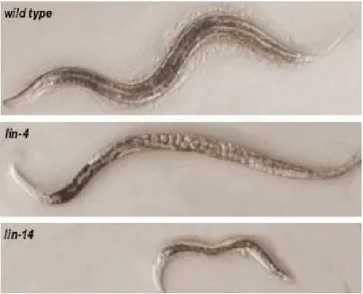 Figure 13 : Les phénotypes mutants pour lin-4 et lin-14 chez C.elegans. La mutation lin-4  chez C.elegans induit au stade adulte différentes anomalies, à savoir une absence de vulve qui  les  rend  inapte  à  pondre  leurs  œufs,  provoquant  ainsi  leur  