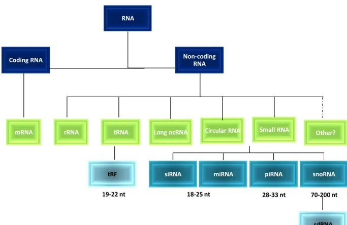 Figure 15 : Les différentes classes d’ARN   18-25 nt  28-33 nt RNA Coding RNA mRNA Non-coding RNA 