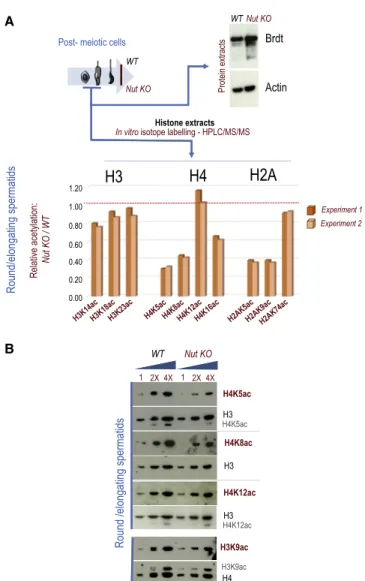 Figure 6B shows a clear enrichment of the p300 and/or CBP-regulated genes among the genes up- and downregulated in Nut KO mice, supporting the idea that Nut-p300 and/or CBP, while directing the global histone acetylation, also affects the expression of lat